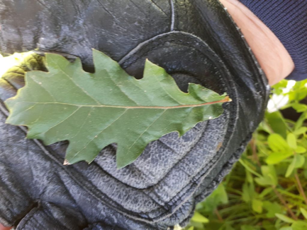 Quercus Pubescens/ Robur?